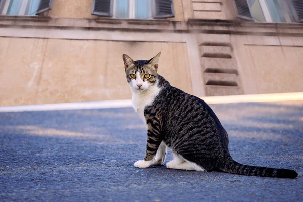 Gato Doméstico Sentado Asfalto Calle Contra Edificio Exterior — Foto de Stock