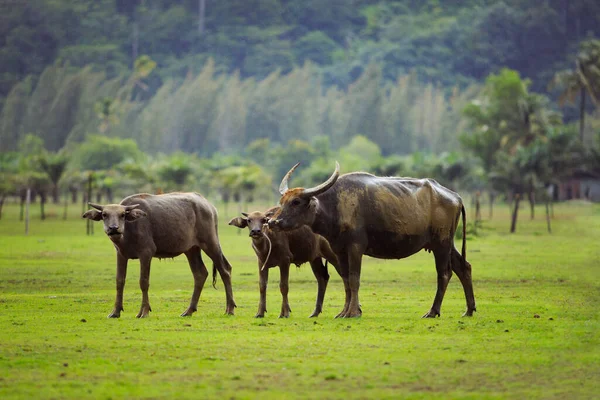 Familia Búfalos Agua Pie Sobre Hierba Verde Campo Entre Tiempo —  Fotos de Stock