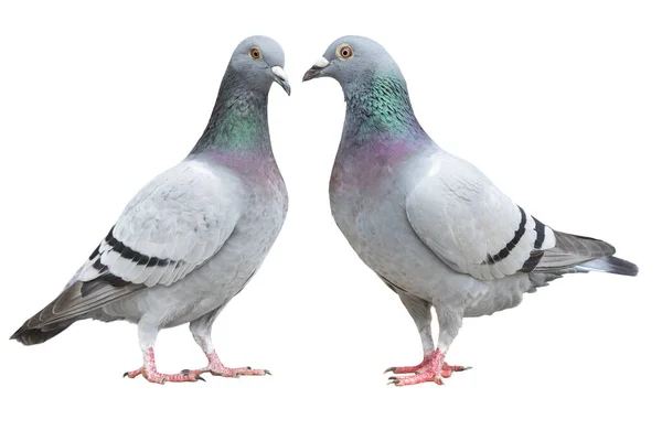 Two Blue Bar Homing Pigeon Isolate White Background — Stock Photo, Image