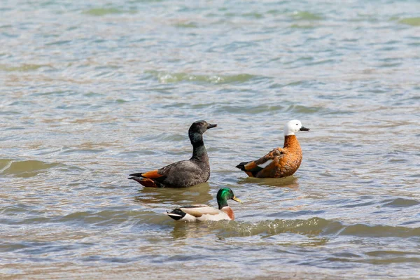 Couples Paradise Shelduck Male Mollard Duck Floating Shallow Water Lake — Stock Photo, Image