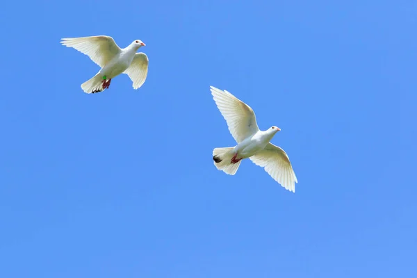 Dwa Gołębie Pocztowe Białe Pióro Latające Powietrzu Przeciwko Pięknemu Błękitnemu — Zdjęcie stockowe