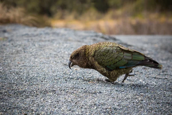 Retrato Kea Pássaro Grande Terra Papagaio Costa Oeste Sul Nova — Fotografia de Stock