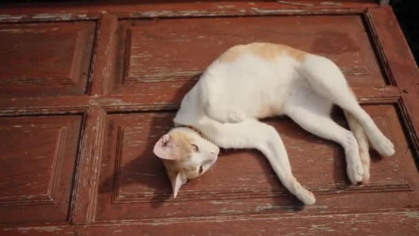 Azjatycki Domowe Kot Relaks Drewno Podłoga — Wideo stockowe