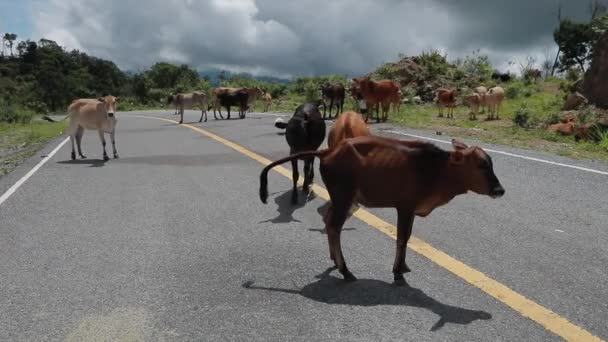 Zwierzęta Gospodarskie Autostradzie Północnej Części Lao — Wideo stockowe