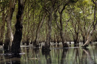 Tayland 'ın doğusundaki Rayong eyaletinin bataklığında doğal mangrov ormanı. 