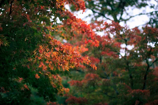 Kırmızı Yapraklar Kyoto Japan Renkleri — Stok fotoğraf