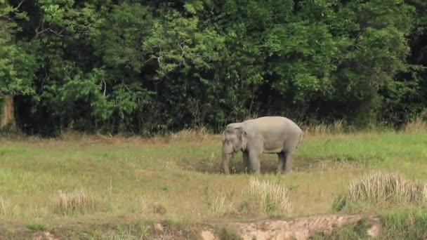 Jeden Samec Slon Jíst Zeminy Minerální Okraji Lesa Khaoyai Národního — Stock video