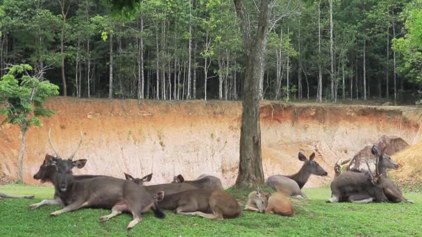 Comportamiento Ciervos Sambar Tailandia Parque Nacional Khaoyai — Vídeos de Stock
