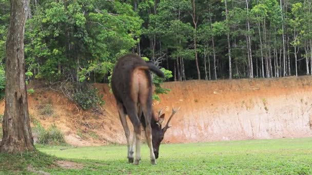 Comportement Cerf Sambar Dans Parc National Khaoyai Thailand — Video