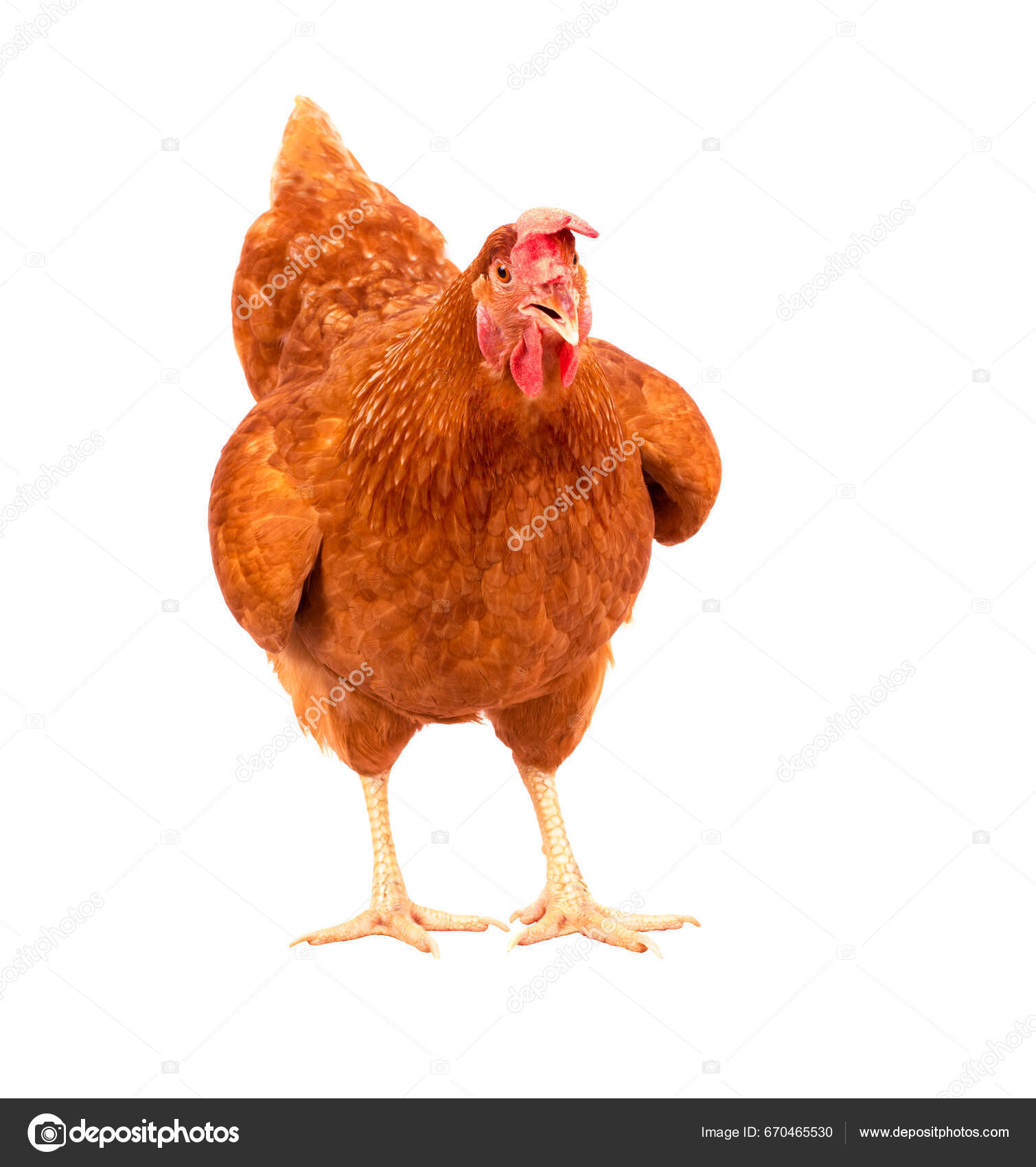 Full Body Brown Chicken Hen Standing Isolated White Background Use ...