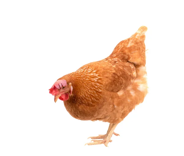 stock image full body of brown chicken ,hen standing isolated white background use for farm animals and livestock theme