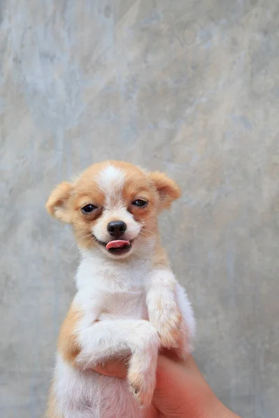 Lindo Cachorrinho Pommeranian Com Cara Engraçada — Fotografia de Stock