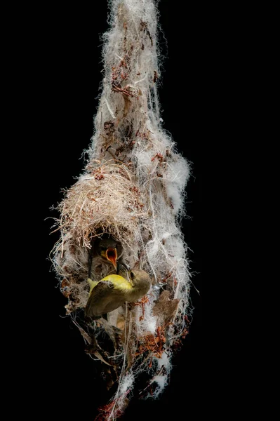 黒い背景に巣をぶら下げるための黒い背景背景バックサンバードアプローチに巣をぶら下げるためのオリーブバックサンバードアプローチ — ストック写真