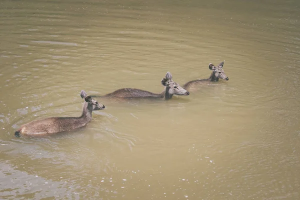 Grupa Sambar Jelenia Płynącej Rzece Khaoyai Park Narodowy Tajlandia — Zdjęcie stockowe