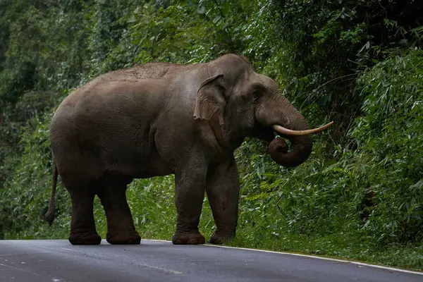 Cuerpo Completo Hermoso Elefante Macho Marfil Tailandia Parque Nacional Khaoyai —  Fotos de Stock