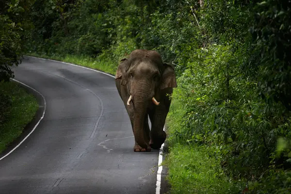 Elefante Macho Selvagem Com Marfim Estrada Parque Nacional Khao Yai — Fotografia de Stock
