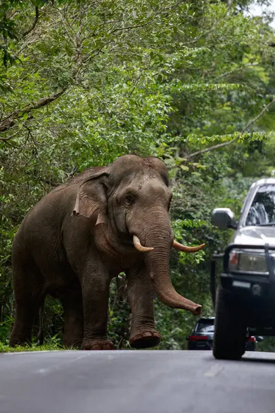 Красивый Слон Слоновой Кости Национальном Парке Хаояй Одном Самых Важных Лицензионные Стоковые Изображения