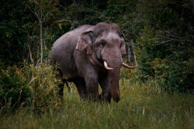 Khaoyai Ulusal Parkı 'ndaki fildişi erkek filin güzelliği, Khao Yai Güney Doğu Asya' daki en önemli doğal yaşam alanlarından biridir.