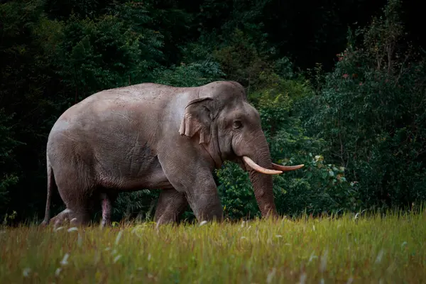 Красивий Чоловічий Слон Слоновою Кісткою Національному Парку Хао Одним Найважливіших Стокове Зображення