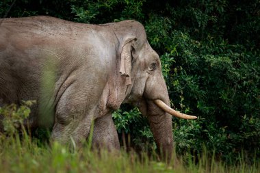 Khaoyai Ulusal Parkı 'ndaki fildişi erkek filin güzelliği, Khao Yai Güney Doğu Asya' daki en önemli doğal yaşam alanlarından biridir.
