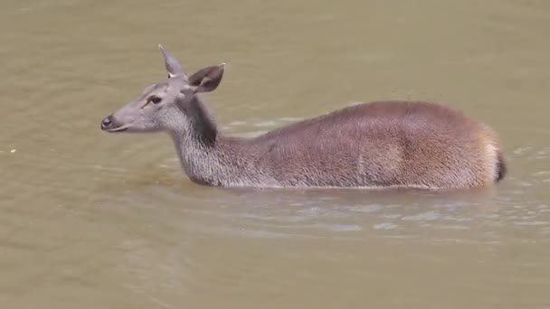 태국의 강에서 사바르 사슴의 카오야이는 태국에서 인기있는 목적지 하나입니다 — 비디오