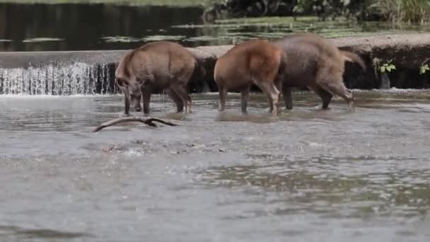 Bandada Ciervos Sambar Río Natural Del Parque Nacional Khao Yai — Vídeos de Stock