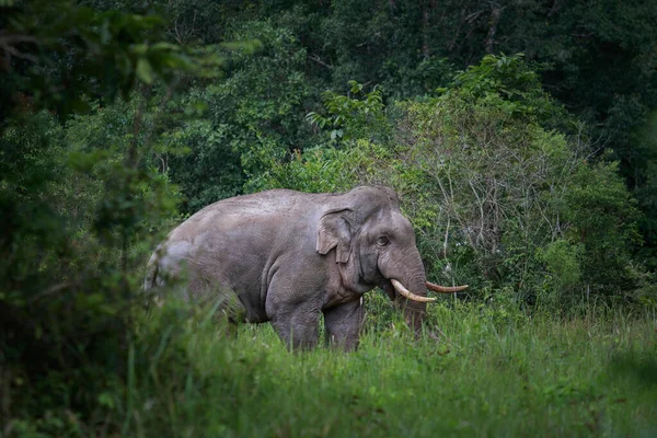 Belo Elefante Masculino Com Grande Marfim Campo Verde Parque Nacional — Fotografia de Stock