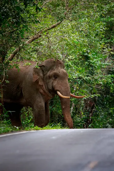 Elefante Macho Com Belo Marfim Caminhando Através Floresta Parque Natinal — Fotografia de Stock
