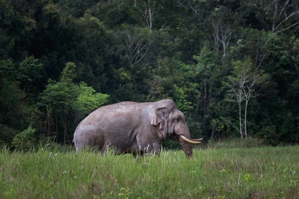 Красивый Слон Большой Слоновой Костью Стоящий Зеленом Поле Национального Парка Лицензионные Стоковые Изображения