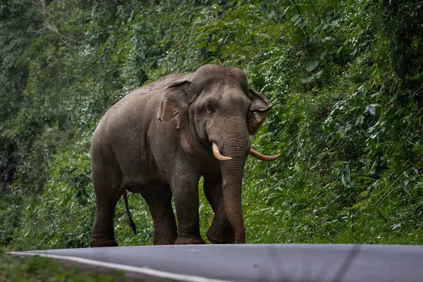Corpo Cheio Elefante Selvagem Com Belo Marfim Andando Estrada Montanha — Fotografia de Stock