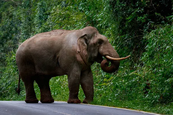 Corpo Cheio Elefante Selvagem Com Belo Marfim Andando Estrada Montanha — Fotografia de Stock