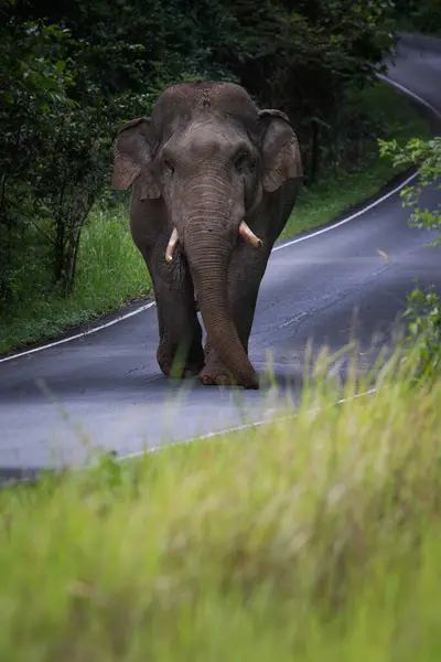 Elefante Salvaje Caminando Por Carretera Montaña Parque Nacional Khao Yai —  Fotos de Stock