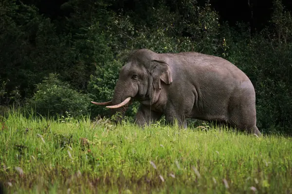 Corpo Cheio Elefante Selvagem Parque Nacional Khao Yai Tailândia Khaoyai — Fotografia de Stock