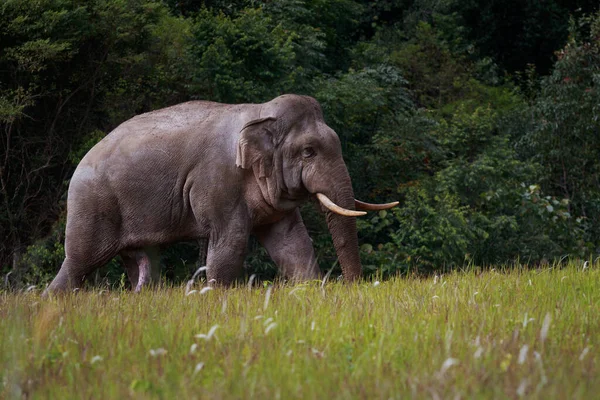 Elefante Selvagem Caminhando Através Campo Aberto Parque Nacional Khao Yai — Fotografia de Stock