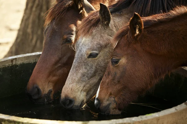 Três Cavalos Bebem Água Kig Piscina Água Fazenda — Fotografia de Stock