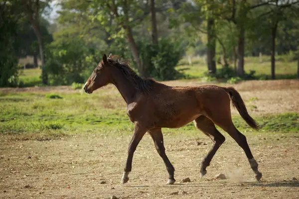 Corpo Cheio Cavalo Fêmea Correndo Fazenda Campo Empoeirado — Fotografia de Stock