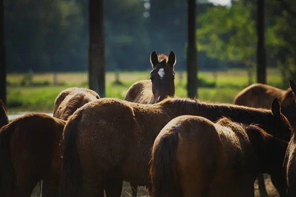 Grupo Cavalos Fêmeas Comendo Grama Seca Fazenda Fotos De Bancos De Imagens Sem Royalties