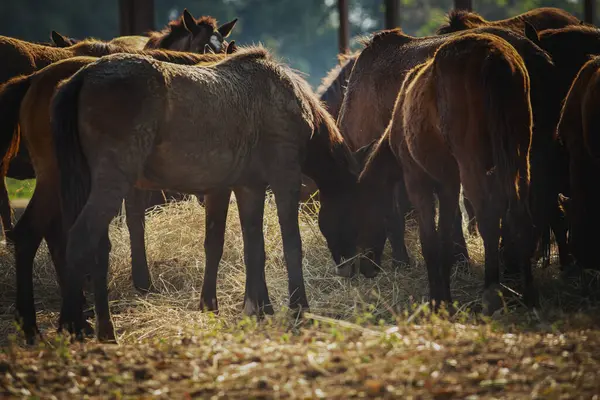 Gruppe Weiblicher Pferde Frisst Trockenes Gras Auf Ranch Farm Stockbild