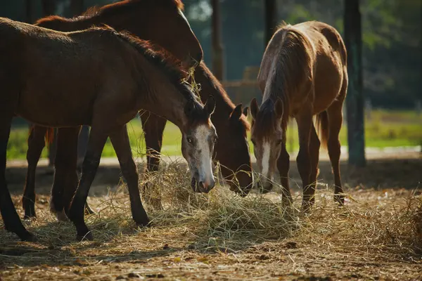 Gruppe Weiblicher Pferde Frisst Trockenes Gras Auf Ranch Farm Stockfoto