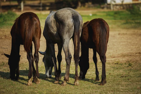 Traseiro Três Cavalos Fêmeas Comendo Grama Campo Fazenda Imagens De Bancos De Imagens