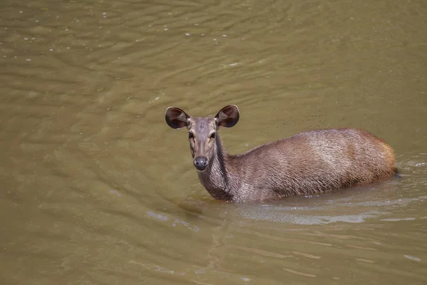 Dziki Sambar Jeleń Khao Yai Park Narodowy Pływanie Naturalnym Kanale Obraz Stockowy