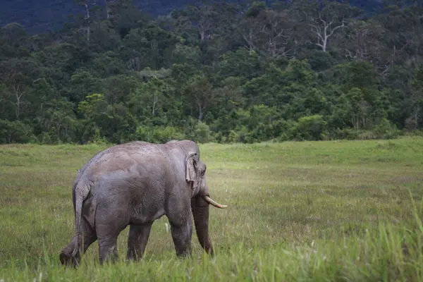 Pełne Ciało Samca Kości Słoniowej Dziki Słoń Chodzenie Otwartym Polu Zdjęcia Stockowe bez tantiem