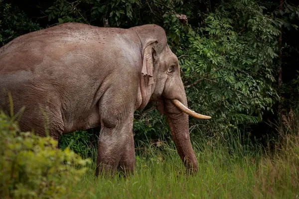 Oldalnézetben Ázsiai Férfi Elefánt Álló Erdő Bokor Khao Yai Nemzeti Jogdíjmentes Stock Fotók
