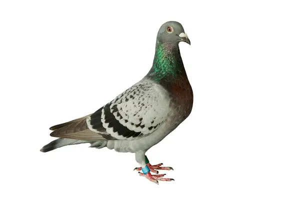 Full Body Checker Feather Pattern Homing Pigeon Standing Clear White Stock Photo