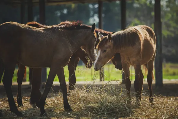 Herde Weiblicher Pferde Frisst Trockenes Gras Auf Ranch Farm Stockbild
