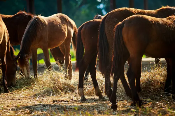 牧場に立っている茶色の馬の尾 ロイヤリティフリーのストック写真