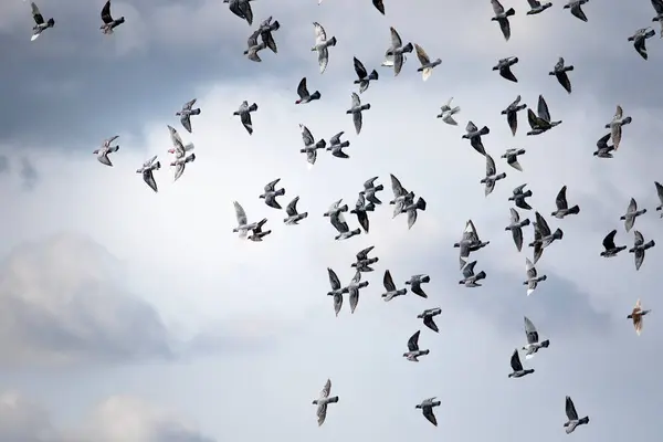 雲の空に向かって飛ぶハトの集団 ロイヤリティフリーのストック画像