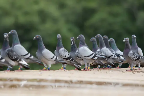 Groupe Pigeon Voyageur Debout Sur Piège Grenier Maison Photo De Stock