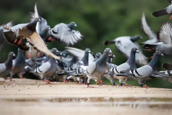 Yuvadaki Çatı Katındaki Yarışta Uçan Bir Grup Posta Güvercini Telifsiz Stok Imajlar
