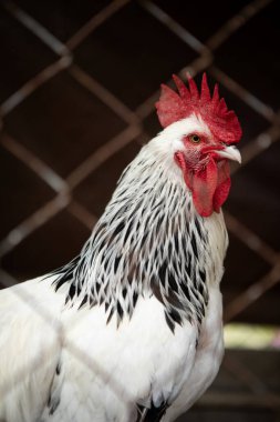 Kırsal kesimdeki erkek hafif sussex tavuğunun yakın plan fotoğrafını çek.